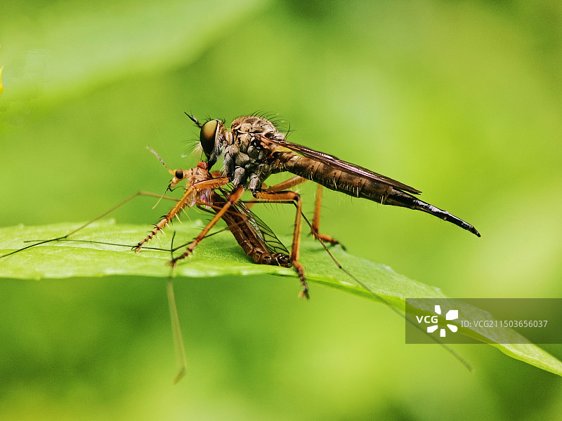 食虫虻图片素材