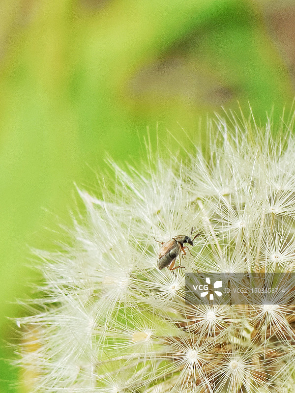 蒲公英与昆虫图片素材