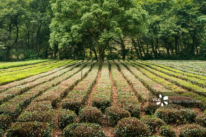 浙江杭州龙井村种植的茶园图片素材