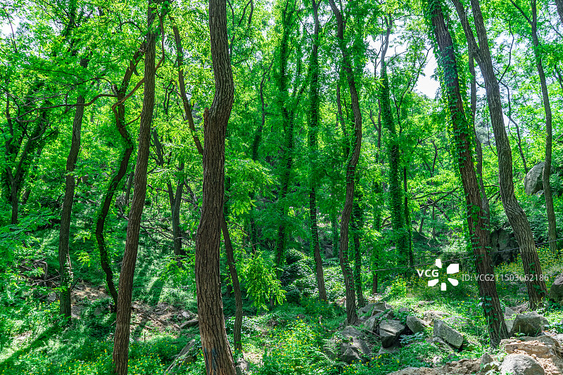 中国自然风光拍摄主题，山东泰安泰山汉东御道风景区，茂密的森林雨林和缠绕的爬山虎，户外白昼无人图像摄影图片素材