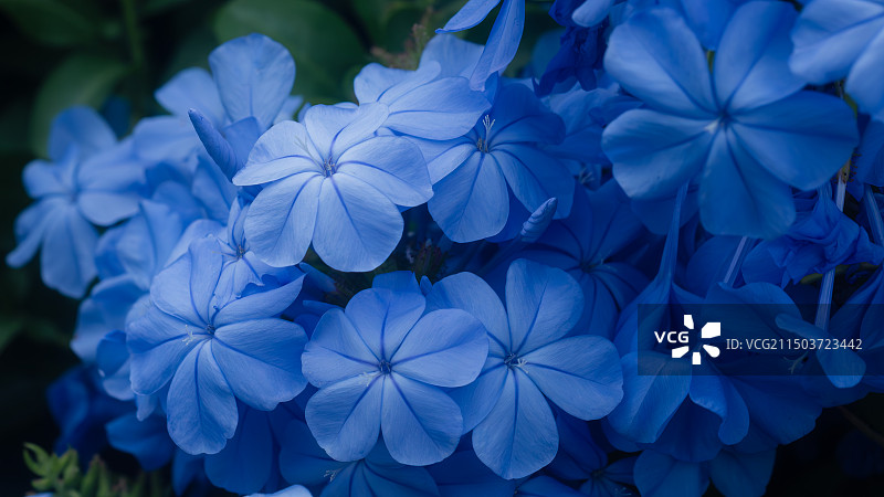 蓝雪花图片素材