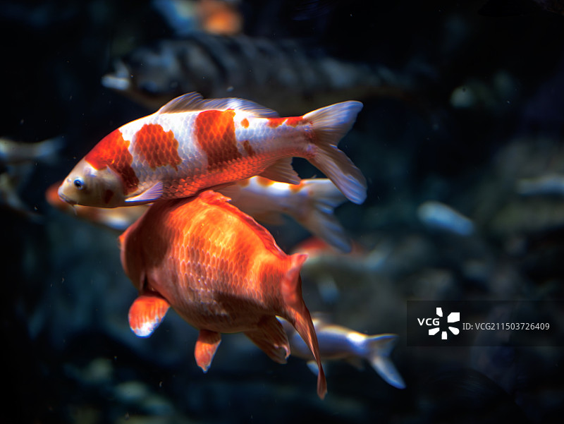 鱼在水族馆游泳的特写镜头图片素材