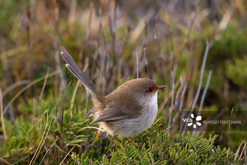 华丽细尾鹩莺图片素材
