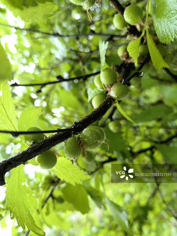 榆叶梅的果实图片素材