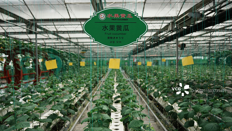 临沂兰陵国家农业公园旅游区图片素材