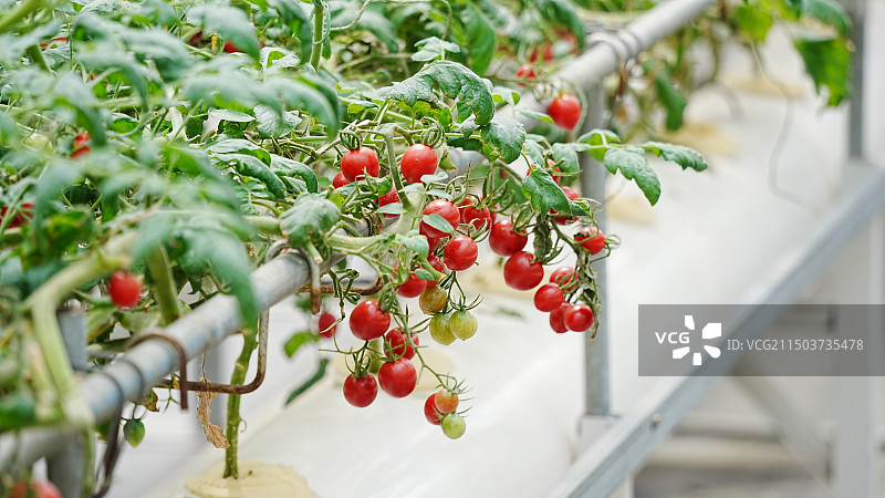 临沂兰陵国家农业公园旅游区图片素材