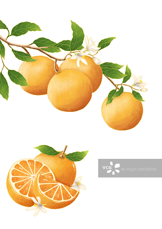 心想事橙图片素材