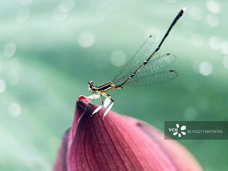 豆娘荷花上晨练图片素材