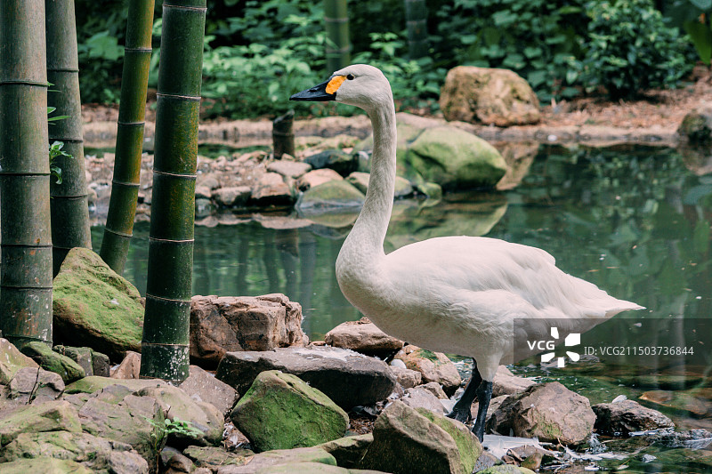 湖边竹林边的天鹅图片素材