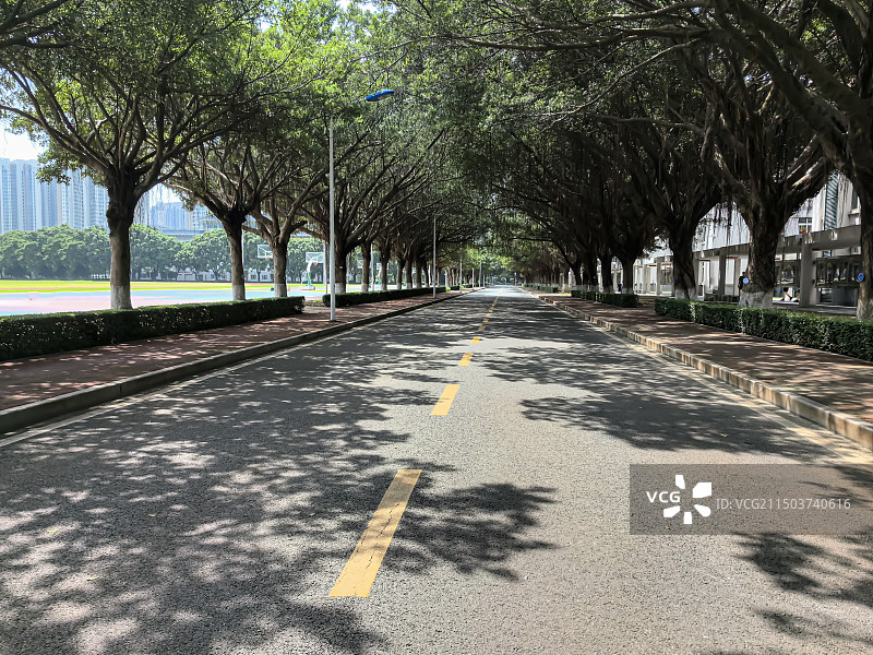 林荫大道图片素材