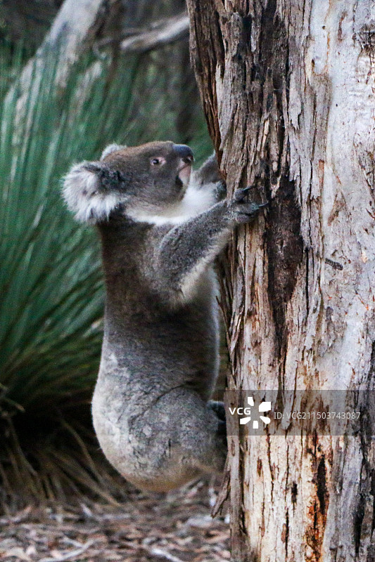 树袋熊图片素材