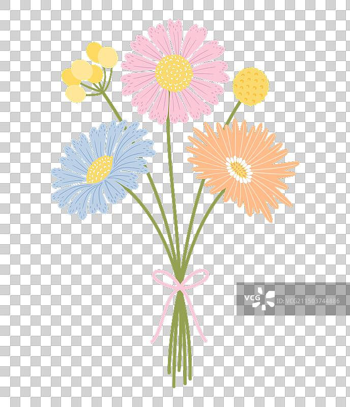 非洲菊翠菊玛格丽特花束图片素材