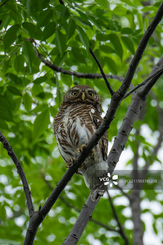 斑头鸺鹠图片素材