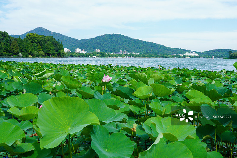 夏天南京紫金山玄武湖荷塘的湖光山色风光图片素材