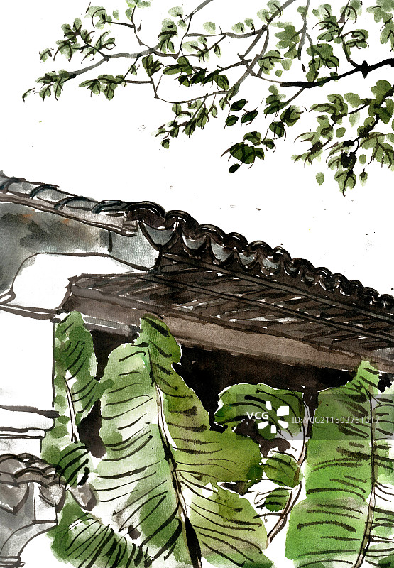 屋前的芭蕉叶图片素材