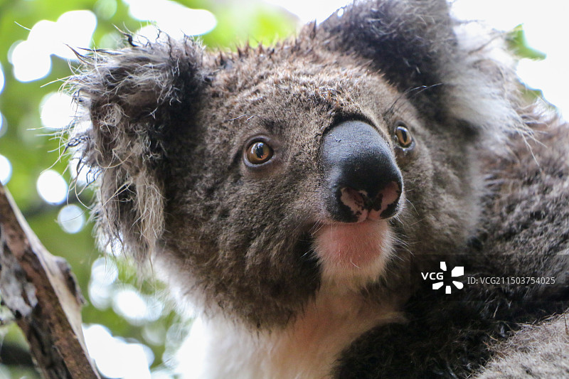 树袋熊图片素材