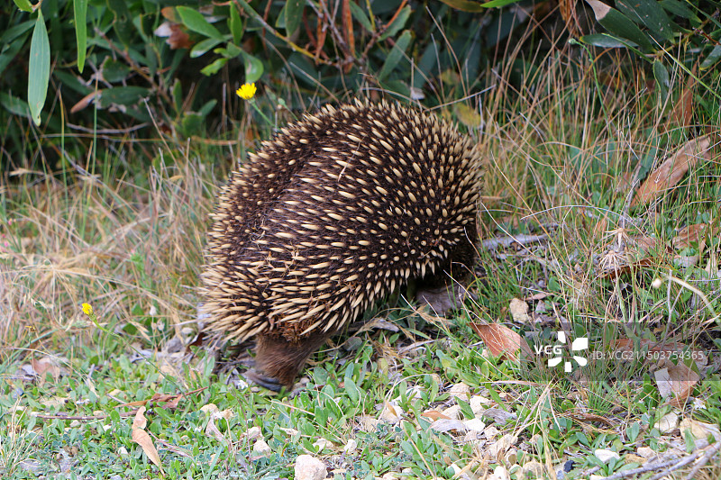 短喙针鼹图片素材