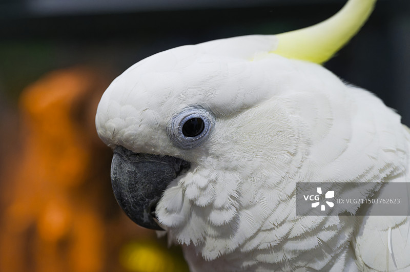 葵花凤头鹦鹉图片素材