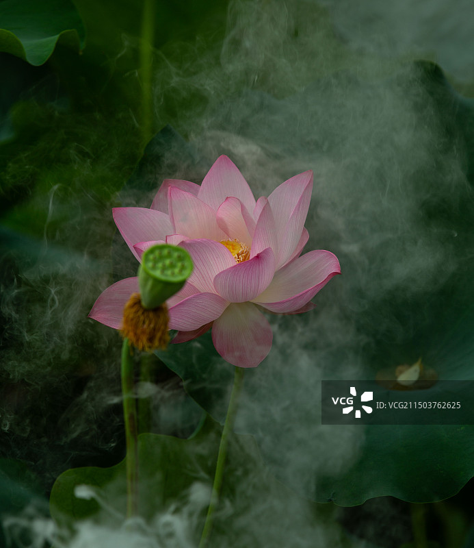 《花仙子》图片素材