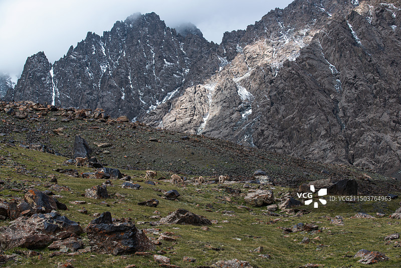 偶遇野山羊图片素材