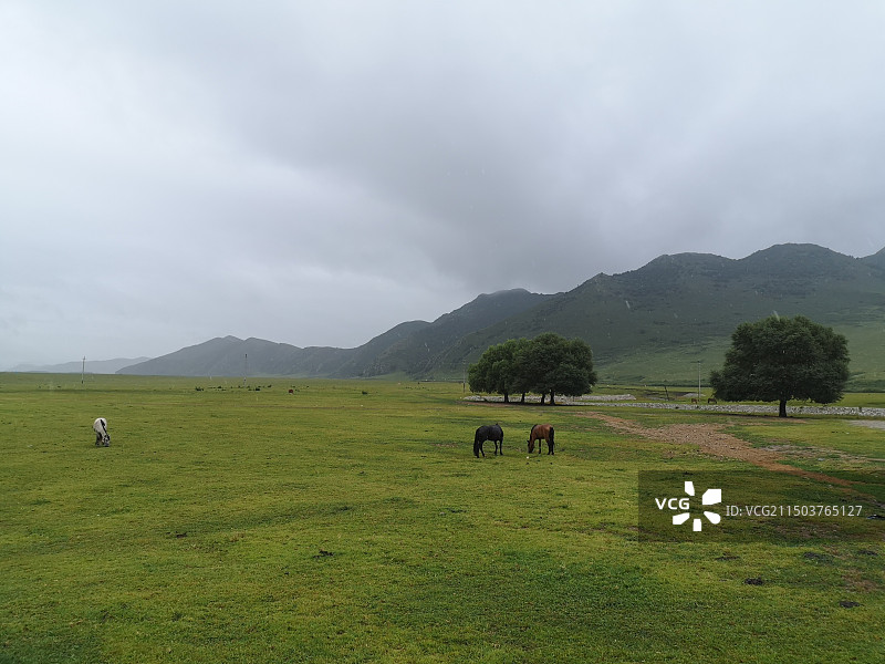 军马场山地草原图片素材