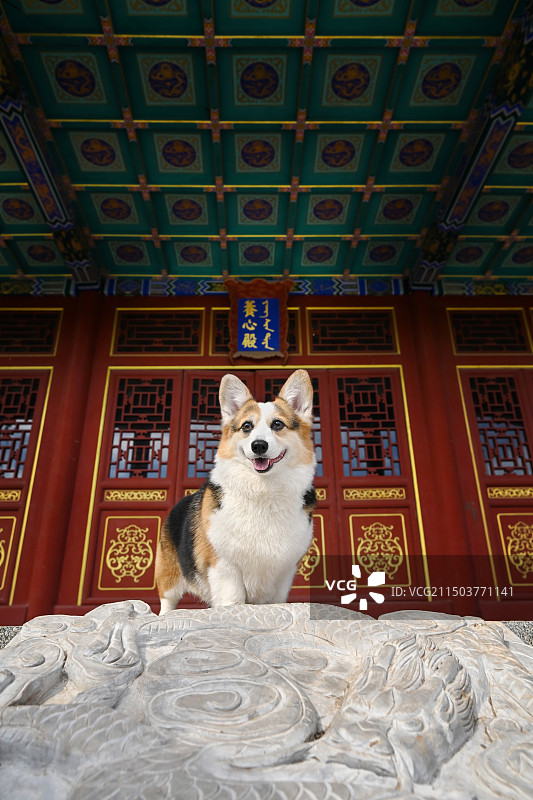 中国风的威尔士柯基犬图片素材