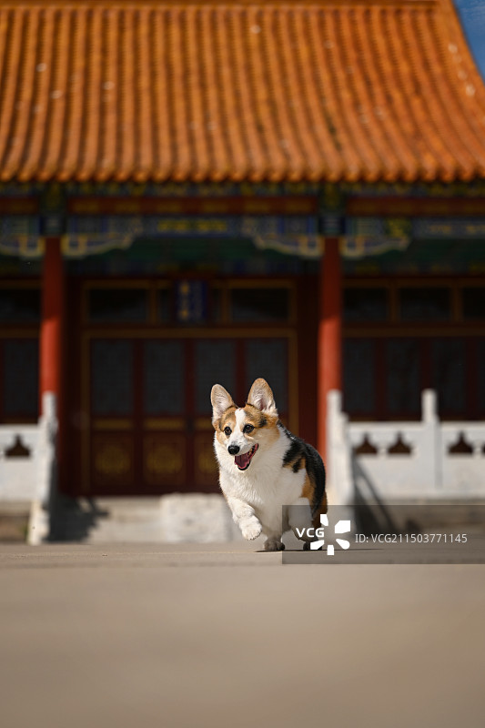 中国风的威尔士柯基犬图片素材