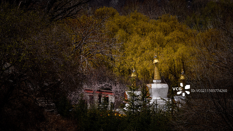 丛林中的白塔图片素材