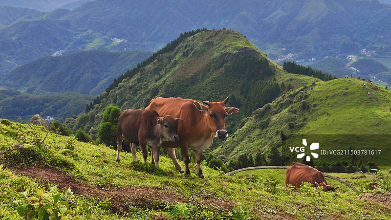 高山草甸的牛群图片素材