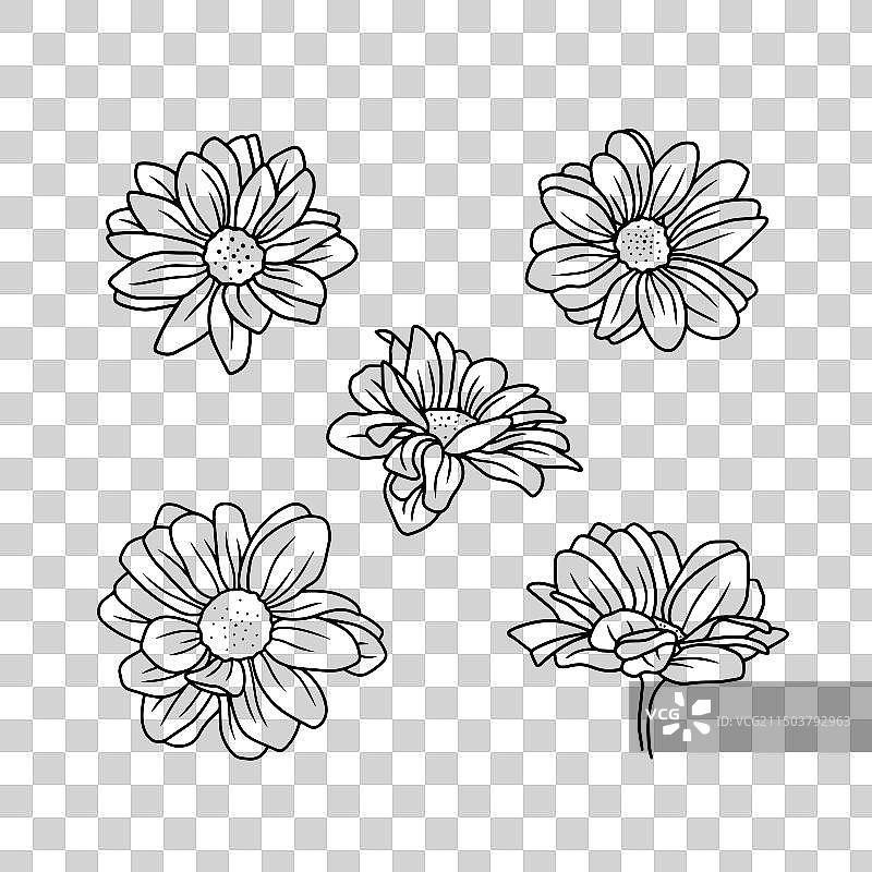 雏菊花卉植物素描图片素材