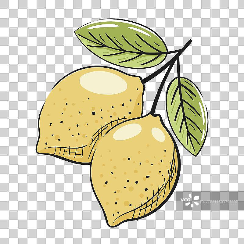 白色背景上的柠檬树枝图片素材