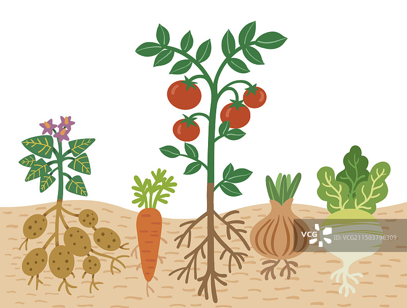 彩色 插画 插图蔬菜夏季土豆西红柿萝卜卡通手绘图片素材