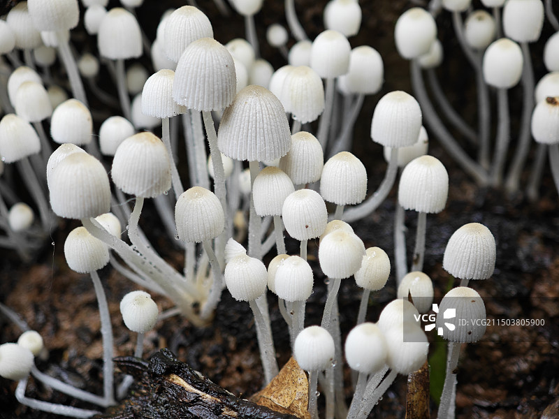 白小鬼伞图片素材