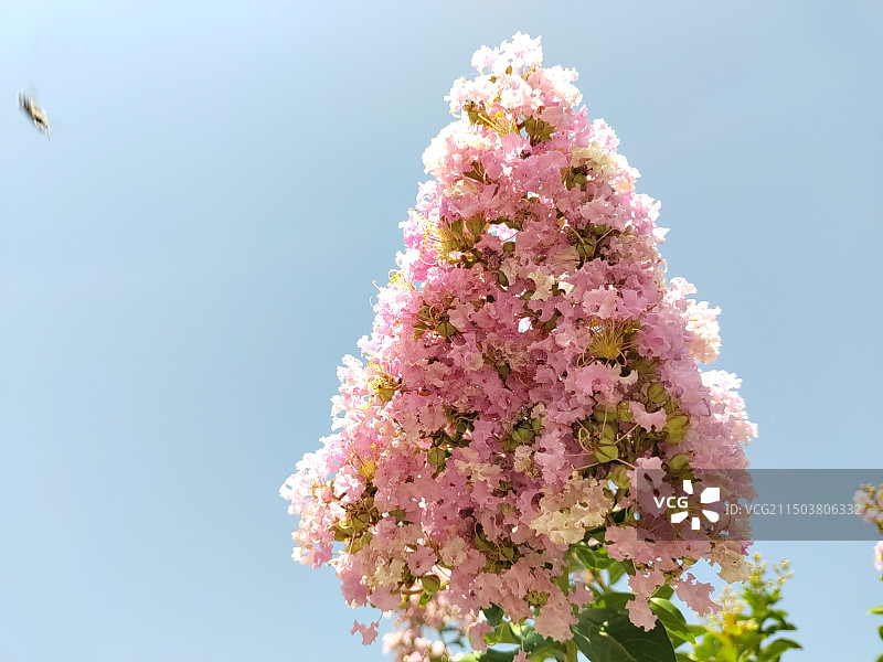 紫薇花图片素材