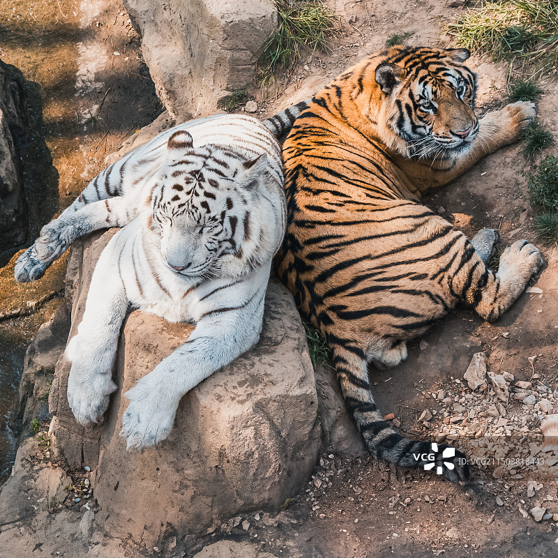 大连动物园黄白两只老虎坐在岩石上的高角度视图图片素材