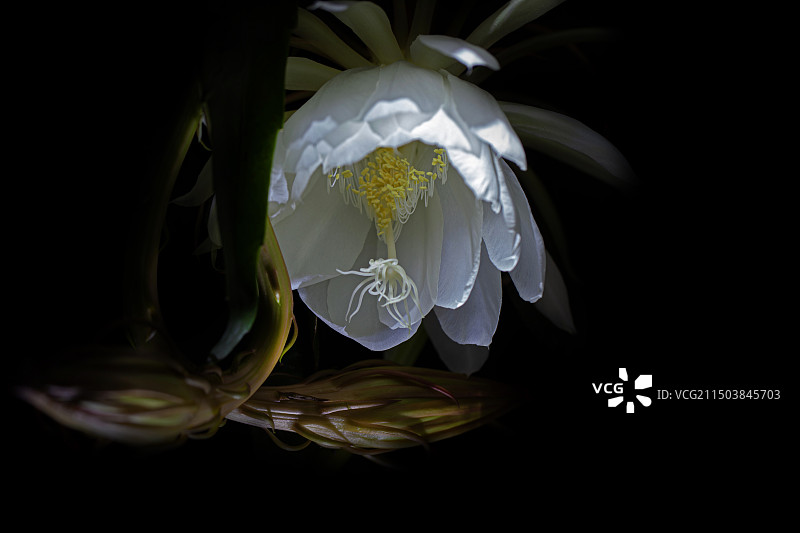 挑灯夜观昙图片素材