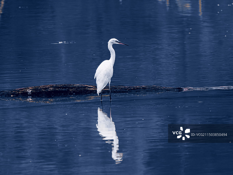白鹭图片素材