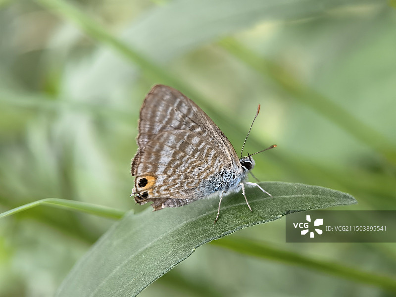 小灰蝶图片素材