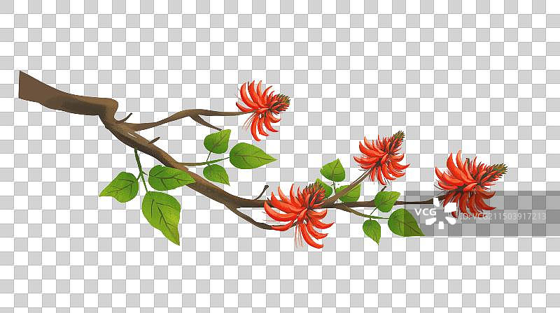 泉州市花 刺桐花插画元素图片素材