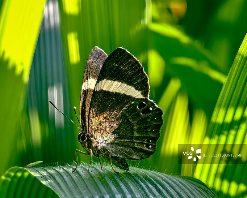 蝴蝶在叶子上的特写镜头图片素材