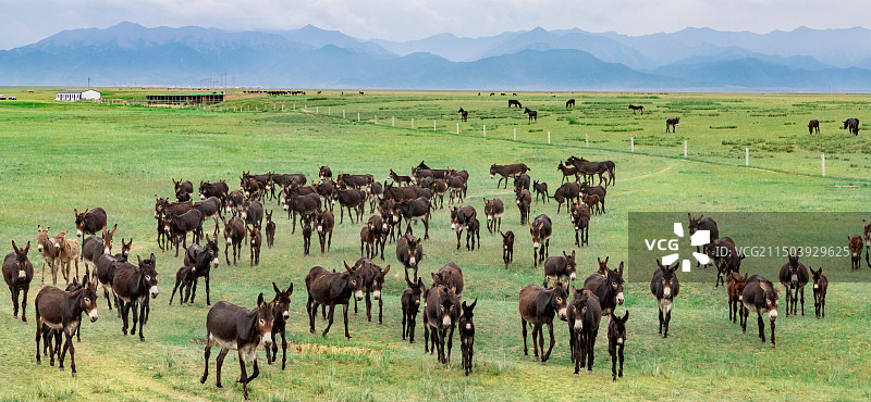 高原驴群图片素材