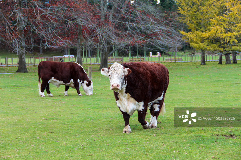 草原上的奶牛图片素材
