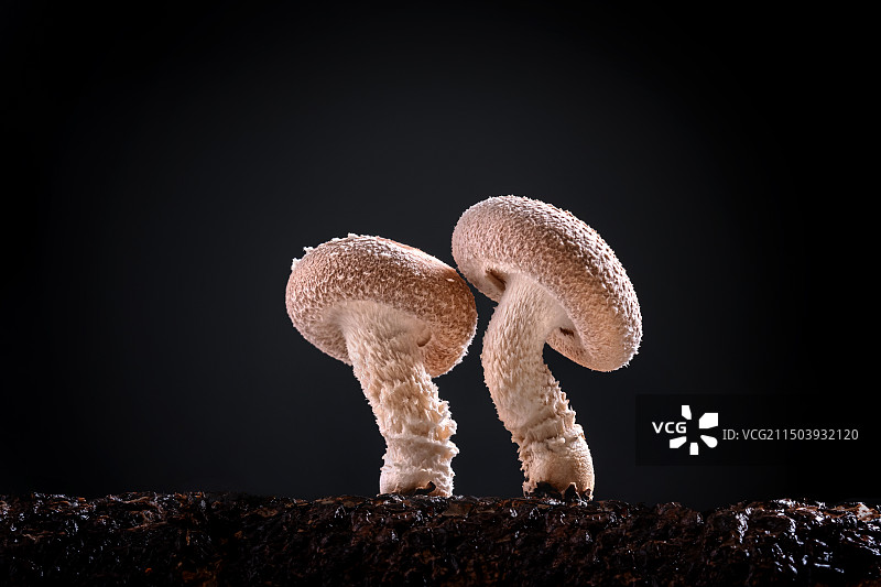 香菇 蘑菇图片素材