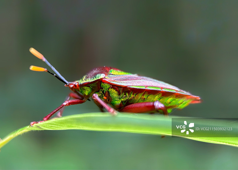 叶上甲虫特写镜头图片素材