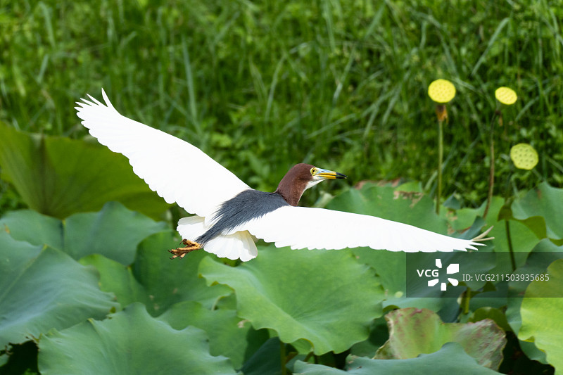 飞翔的池鹭图片素材