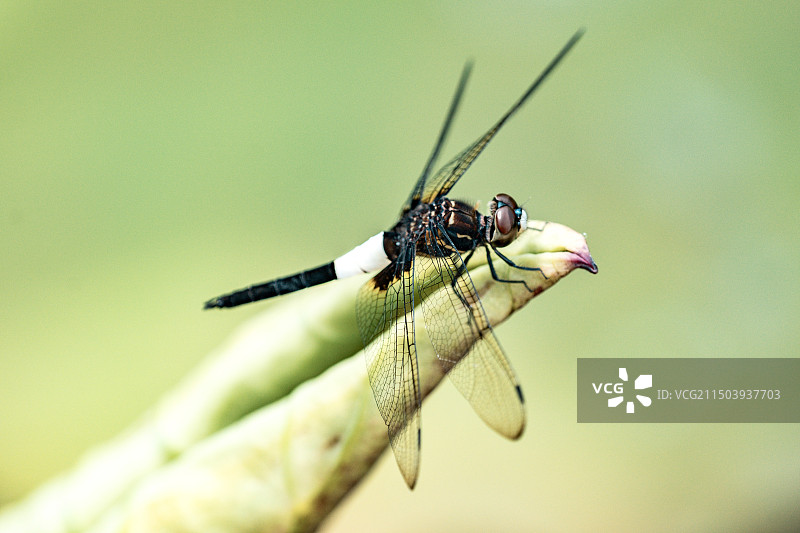 蜻蜓停留在荷花荷叶上图片素材
