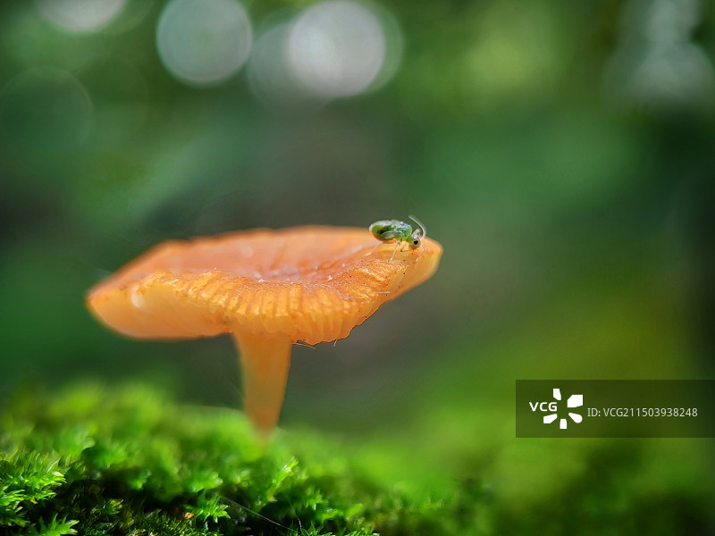蘑菇上的小蚜虫图片素材