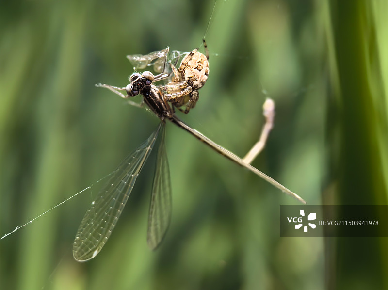 蜘蛛捕食豆娘图片素材