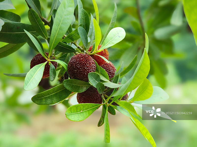 夏天成熟的杨梅图片素材