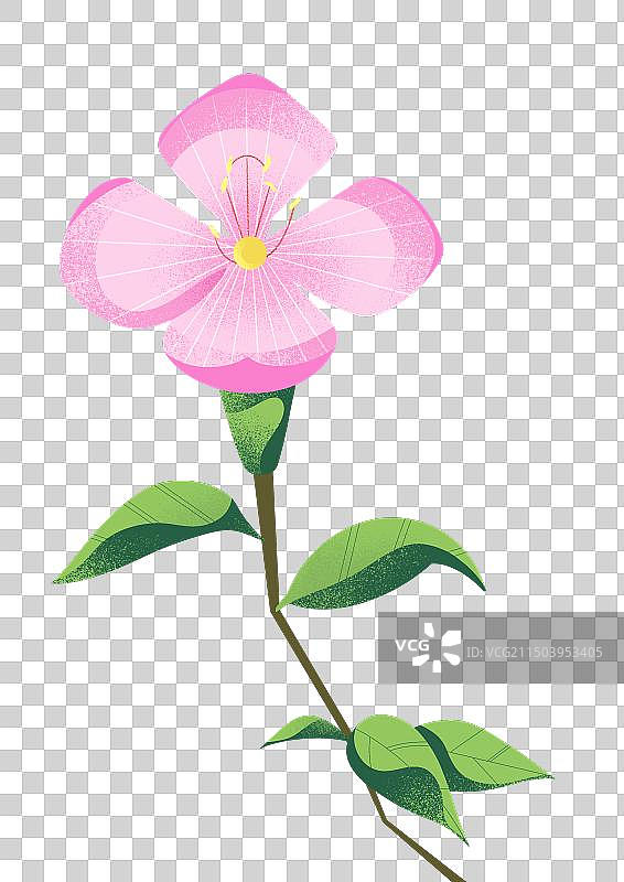 粉红色美丽月见草花朵的特写镜头图片素材